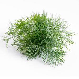 Herb - Baby Dill Herbs