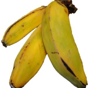 Fresh Produce - Banana Burro