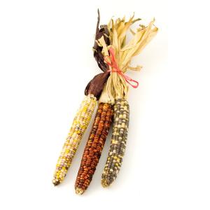 Fresh Produce - Indian Corn