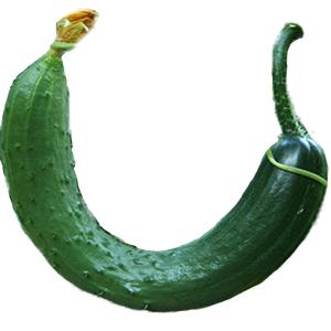 Fresh Produce - Cucumber Persian