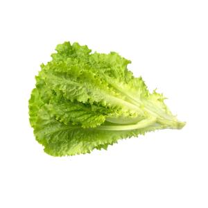 Fresh Produce - Lettuce Green Leaf