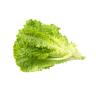 Organic Produce - Lettuce Green Leaf
