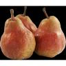 Red Pears