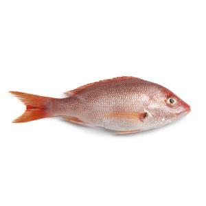 Fish Whole - Silk Lane Red snapper-frozen
