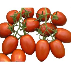 Fresh Produce - Tomato Plum on Vine